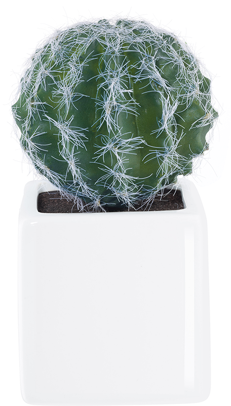 Deko 11671000 Succulent - Asa-selection Deko Succulent (800x800), Png Download