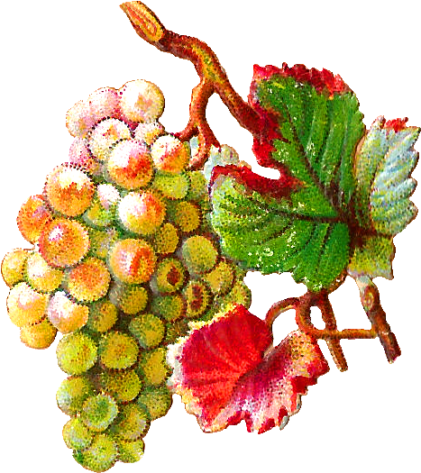 These Are Two Lovely Digital Scraps Of Green And Purple - Grape (679x730), Png Download