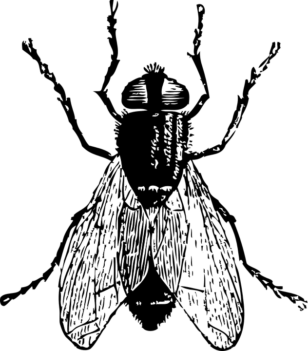 Picture Black And White Stock Bugs Drawing Detailed - Fly Clip Art (632x720), Png Download