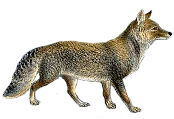 Tibetan Sand Fox Illustration, Transparent Background - Jackal Dog With White Background (350x350), Png Download