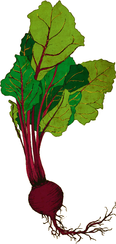 Graphic Royalty Free Beet Drawing - Beets Graphic (375x791), Png Download