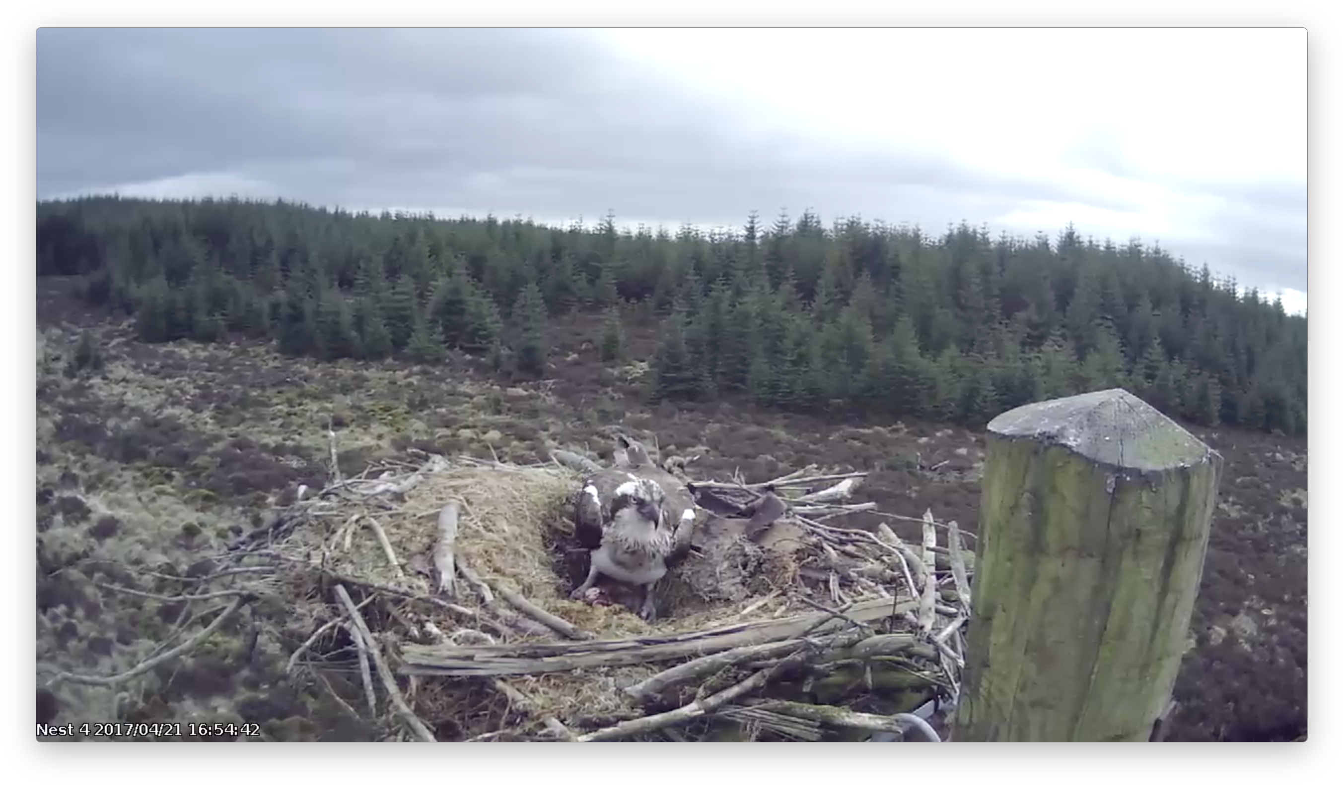 First 2017 Egg For Nest - Forest (2728x1608), Png Download