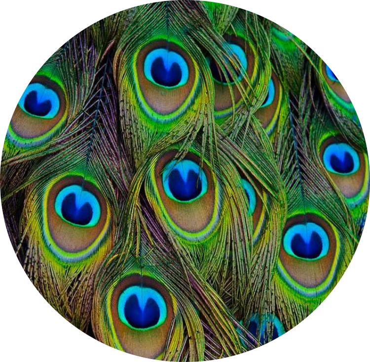 Circle Peacock Feather Feathers Peacockfeather Colors - Peacock Color (750x734), Png Download