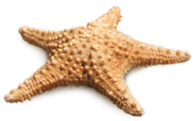 Starfish Png Transparent Images - Starfish Images Png (640x480), Png Download