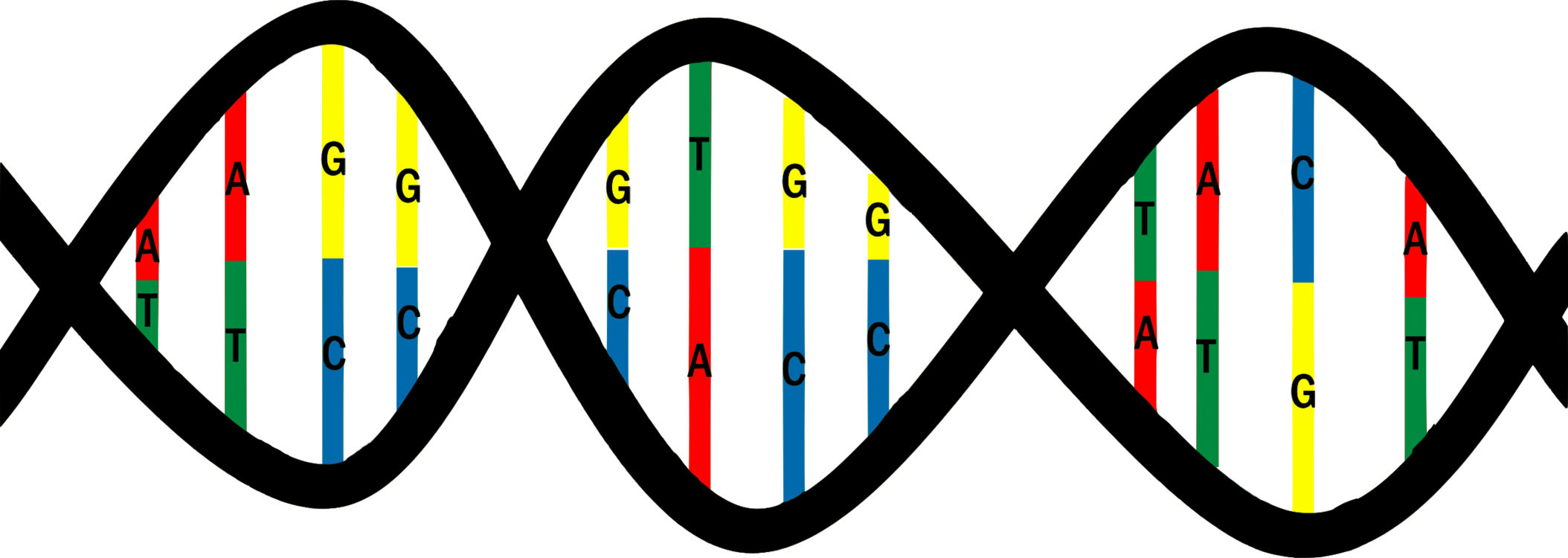 Dna Base Pair Mutation Nucleic Acid Structure Thymine - Base Pairs Dna Png (2108x750), Png Download
