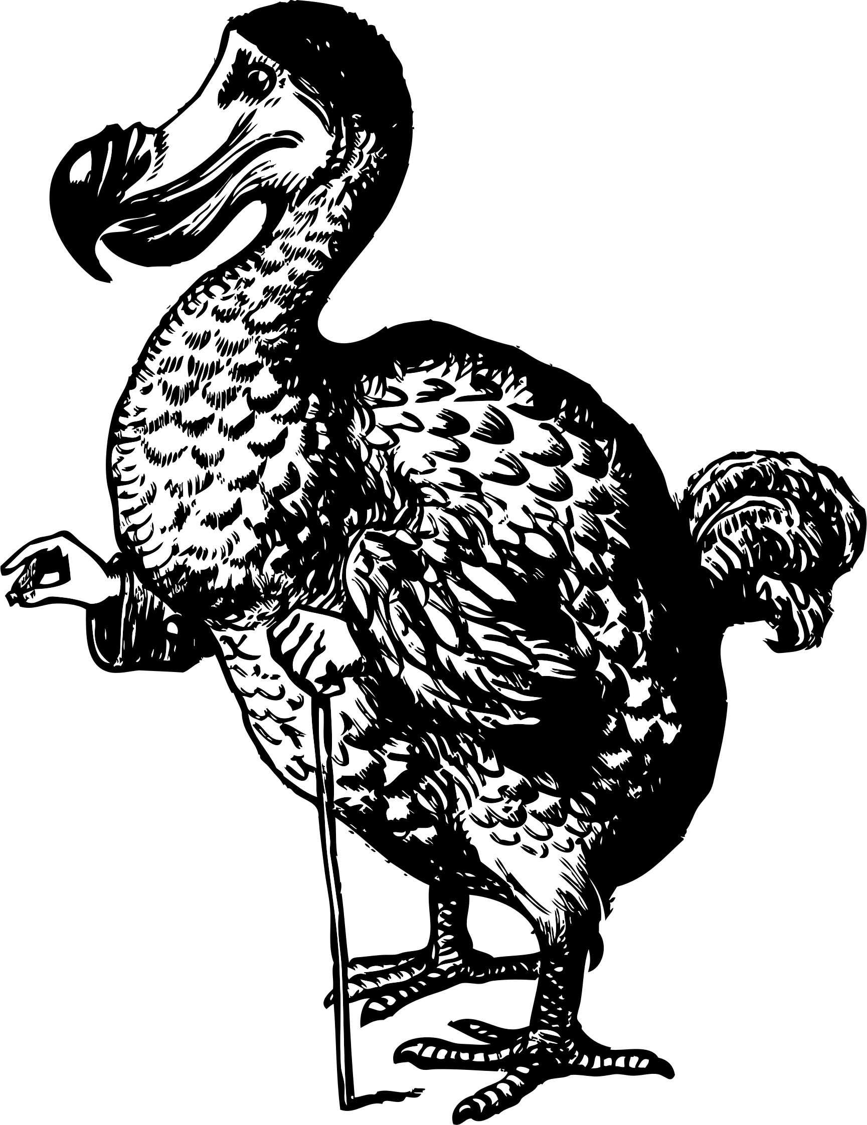 This Free Icons Png Design Of The Dodo From Alice In (1729x2245), Png Download