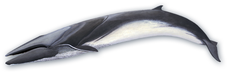 Fin Whale - Fin Whale Transparent (738x234), Png Download
