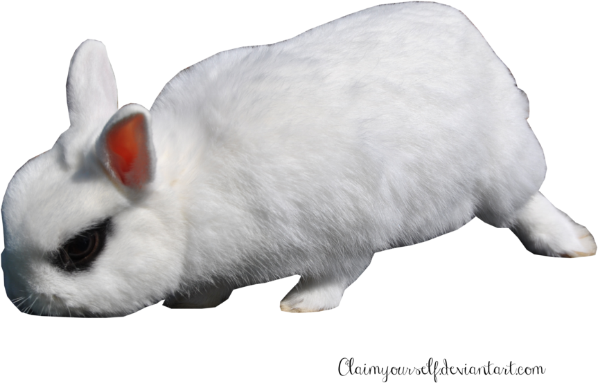 White Rabbit Png Transparent Image - Bunny Transparent (1024x685), Png Download