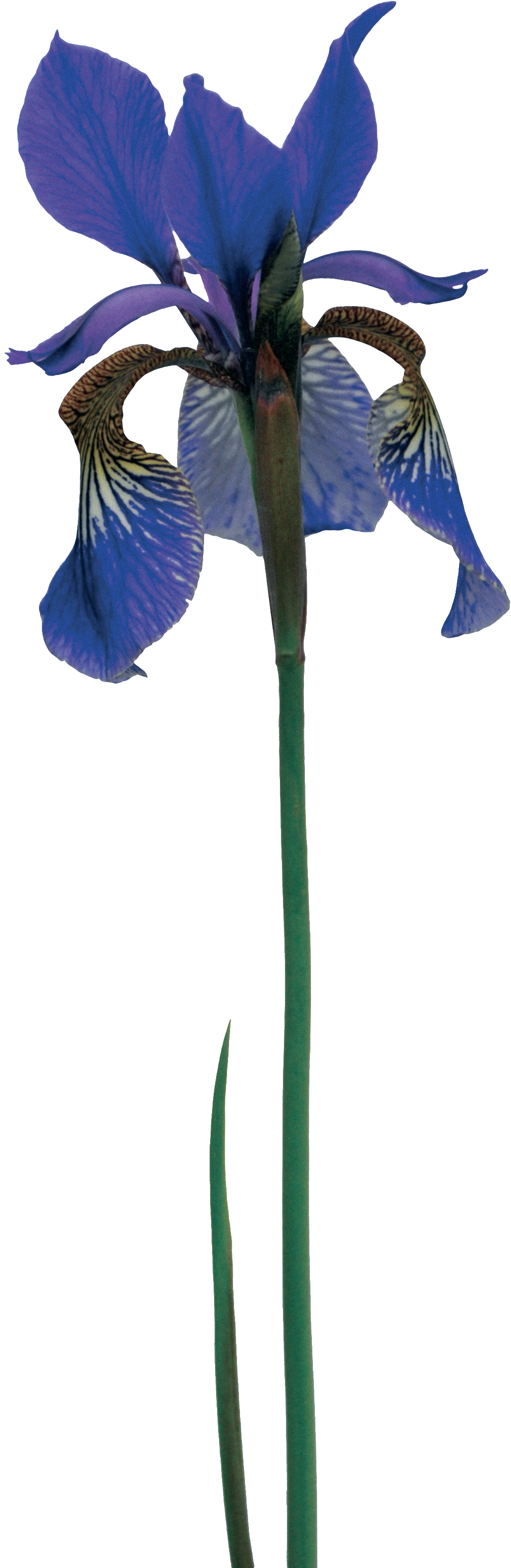 Hand Painted Noble Purple Flowers Png Transparent - Pink Quill (1024x3140), Png Download