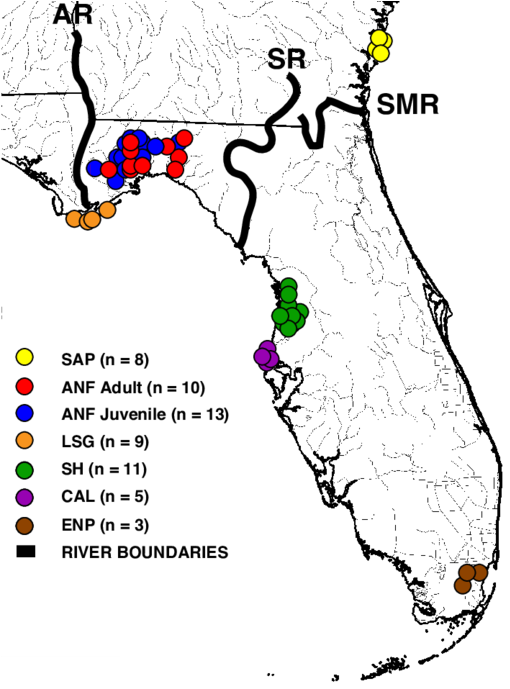 Sampling Of Crotalus Adamanteus For Venom Pools - Eastern Diamondback Rattlesnake (850x688), Png Download