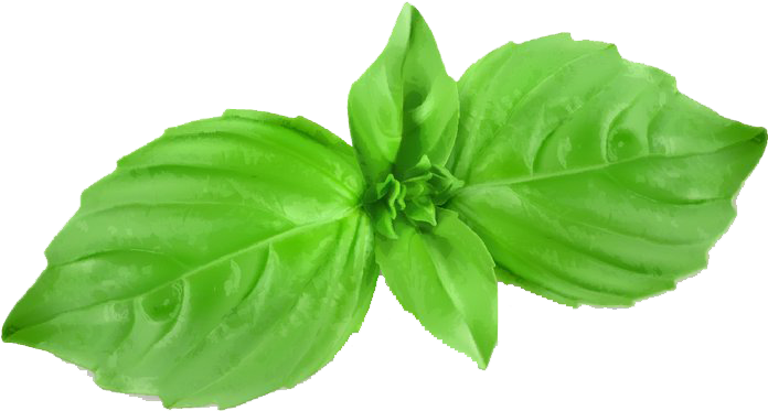 Banner Free Download Herb Mint Royalty Free Cartoon - Basil Png (1000x725), Png Download