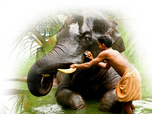 Elephant - Indian Elephant (500x377), Png Download