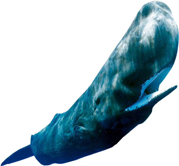 Sperm Whale Png - Grey Whale (640x592), Png Download