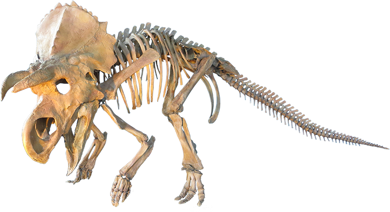 Fossil Clipart Dinosaur Skeleton - Dinosaur Bones Png (800x424), Png Download