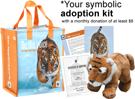 Tiger Adoption Kit - Symbolic Adoptations (460x333), Png Download