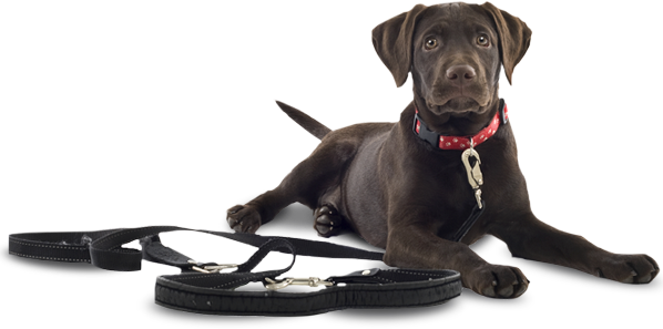 Black Dog - The Black Dog Tavern (598x297), Png Download