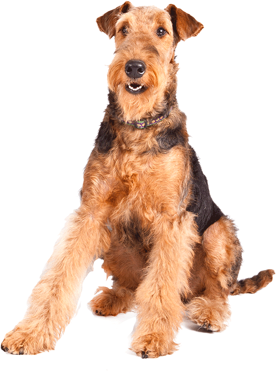 Image Source - Welsh Terrier Png (1170x780), Png Download