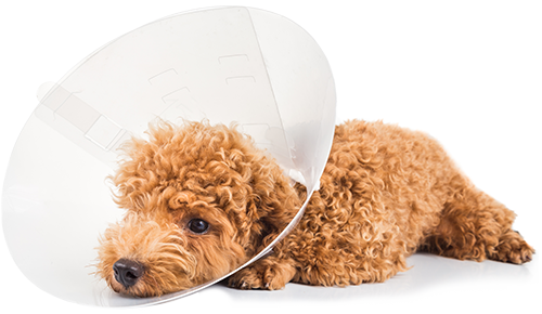Dog With Cone On Its Head - Dog (500x290), Png Download