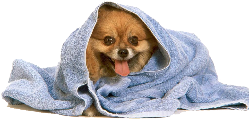 April Fool's Day Card (1024x507), Png Download