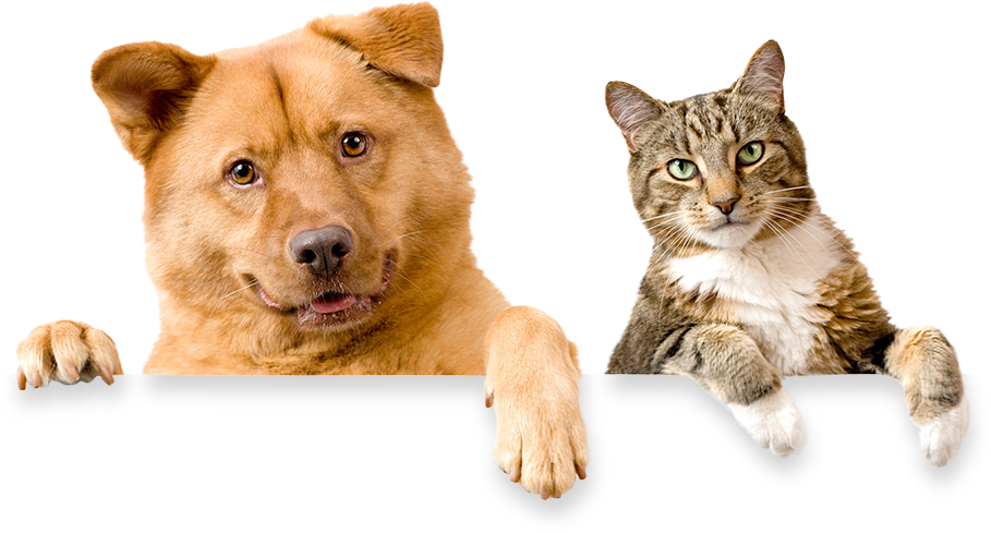Sponsor Cat And Dog (909x489), Png Download