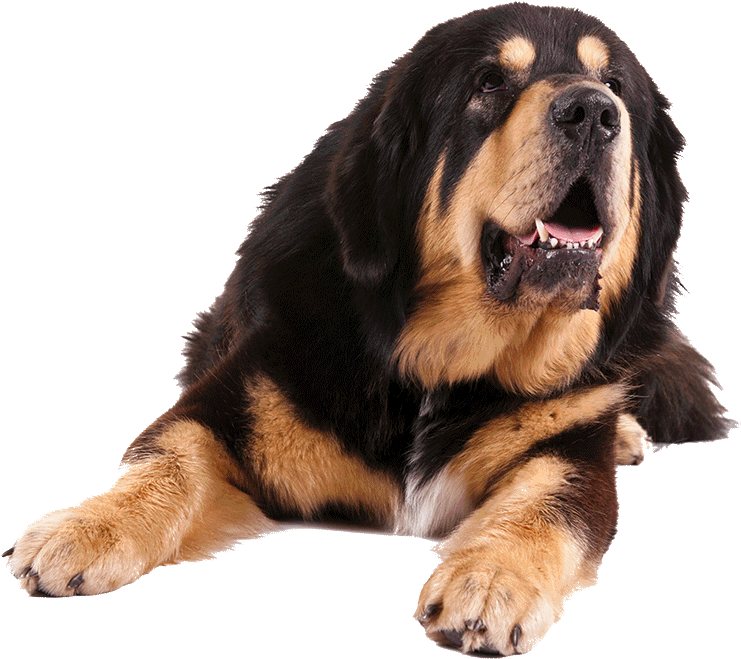 Go To Image - Tibetan Mastiff Png (1170x780), Png Download
