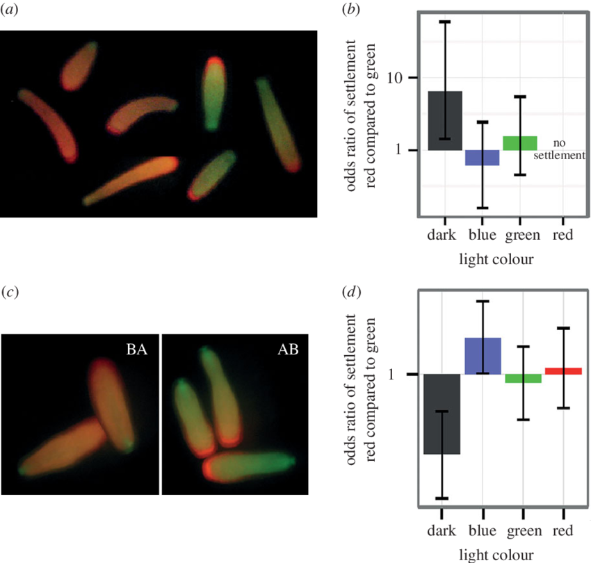Larval Settlement Between Colour Morphs In Different - Coral Larvae Aposymbiotic (850x810), Png Download