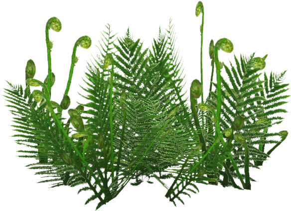 Ground Ferns 4 - Branch (583x583), Png Download