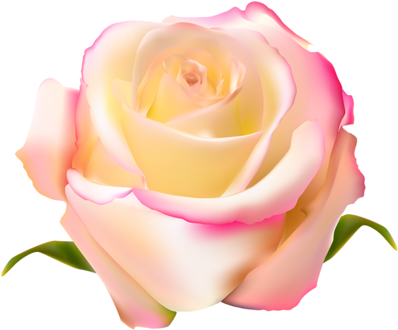 Pink Rose Clipart Gulab - Pink And Yellow Rose Png (600x509), Png Download