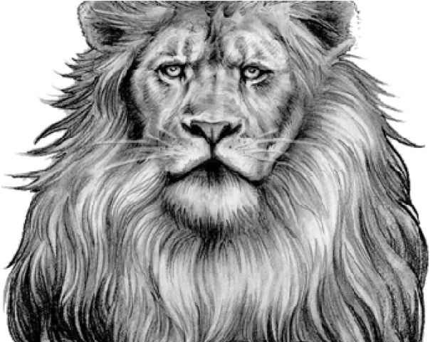 Lion Tattoo Png Transparent Images - Lion Tattoo Designs (640x480), Png Download