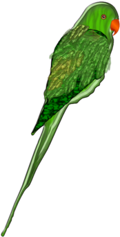 Parrot - Зеленые Попугаи Рисунок (256x508), Png Download