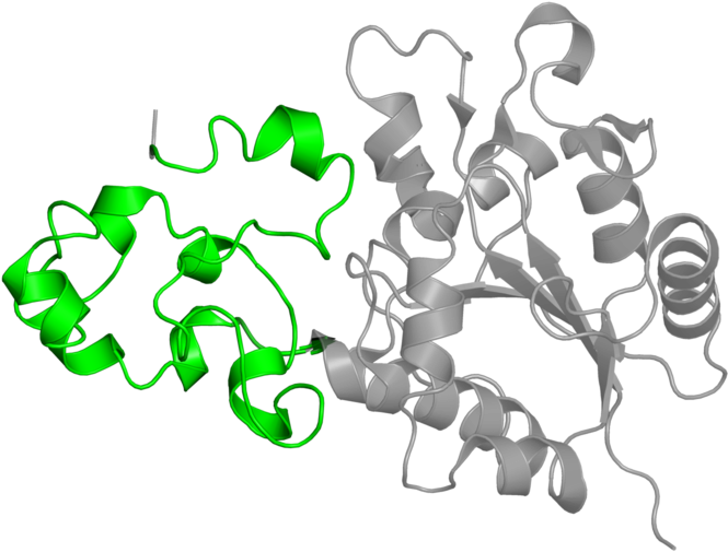 <div Class='caption-body'>1 Copy Of Pfam Domain - Illustration (800x800), Png Download