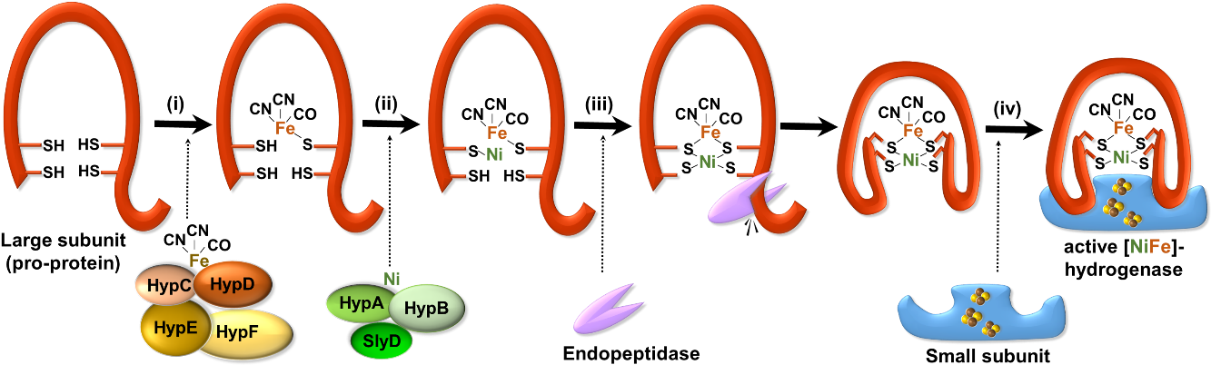 Working Model For Maturation Of The Large Subunit Pro - Diagram (1384x416), Png Download