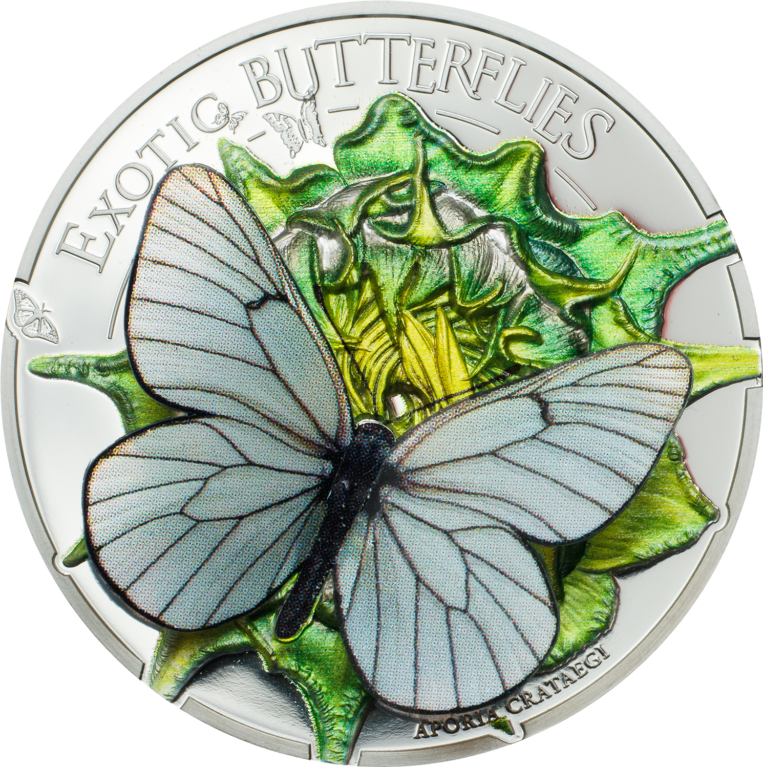 Butterflies In 3d - Black-veined White (600x600), Png Download
