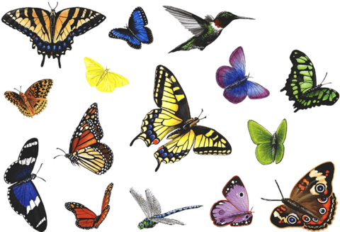 Butterfly Collection - Butterfly Collection Wall Decal, Home Decor Decals, (480x480), Png Download