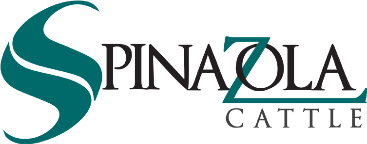 Cattle Logo Design Rieger Ranch - Cattle (800x500), Png Download