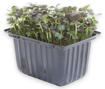 Micro Leaf/herb Range - Flowerpot (400x300), Png Download