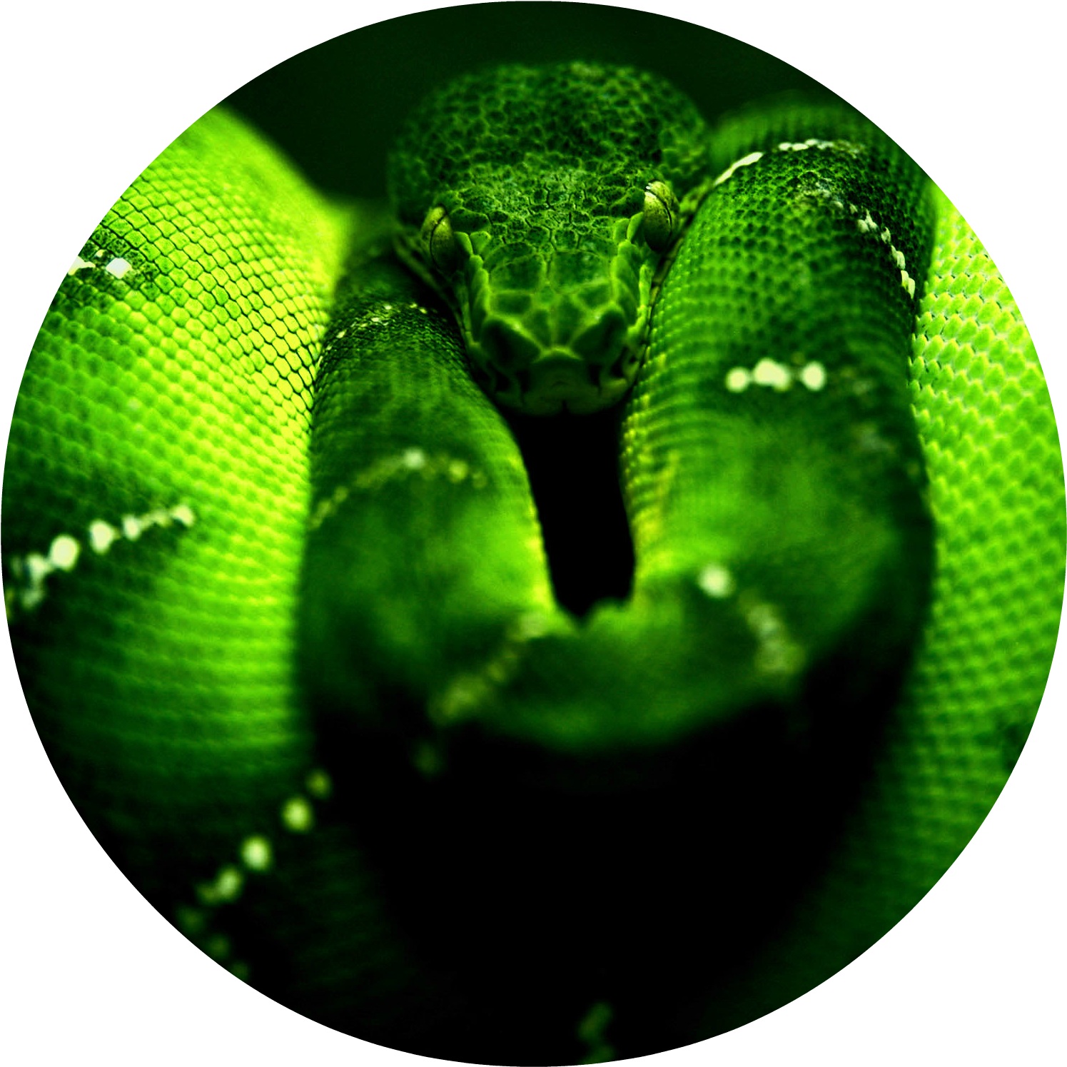 Green Snake Hd Wallpaper Free Hd For Desktop - Snake Full Hd (1720x1600), Png Download