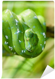 Green Tree Python (400x400), Png Download