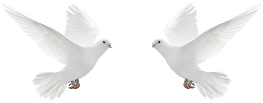 Witte Duiven - Pinterest (888x371), Png Download