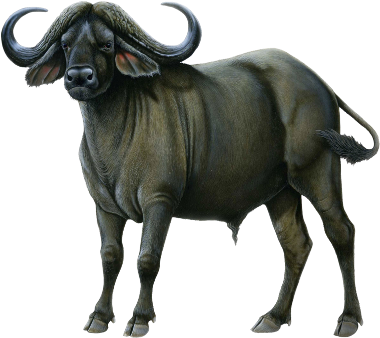 Water Buffalo Silhouette (1024x746), Png Download