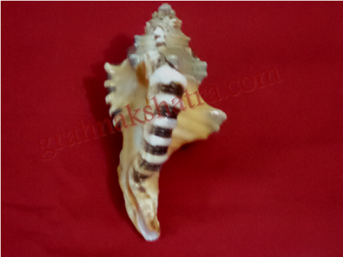 Conch (500x500), Png Download