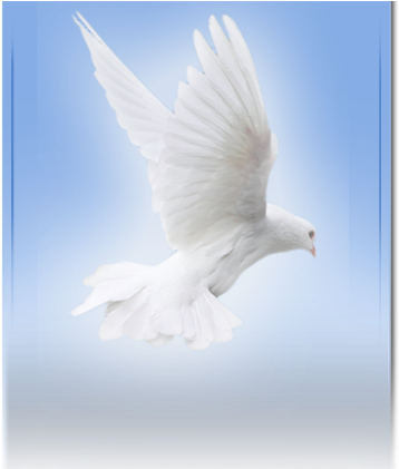 Site Image (368x420), Png Download