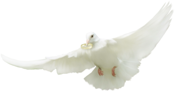 Pigeons And Doves (600x312), Png Download