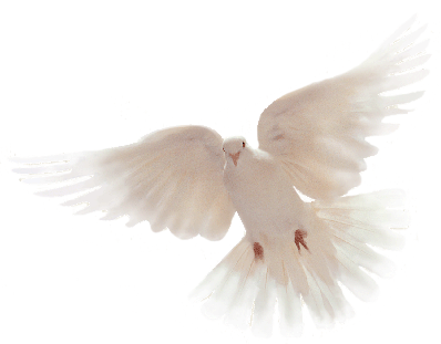 Your Wedding At First Parish Church - European Herring Gull (398x311), Png Download