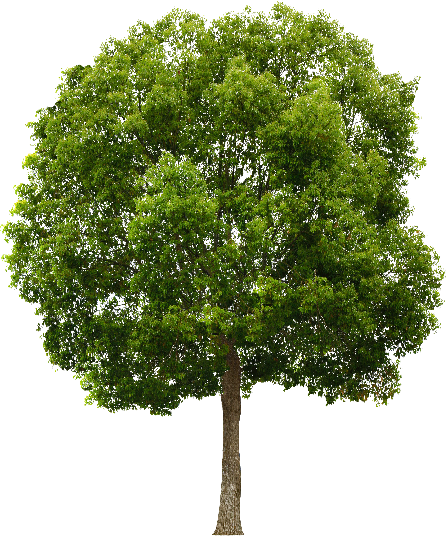 Tree Free Png (1903x2304), Png Download