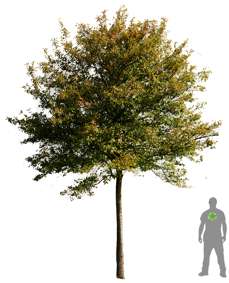 Kupfer Felsenbirne - Png Pictures Of Tree (900x1200), Png Download