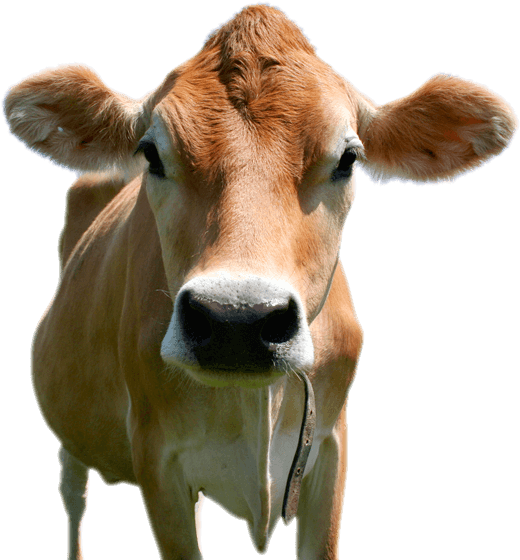 Cow Png Images Download - Brown Cow With Transparent Background (548x566), Png Download