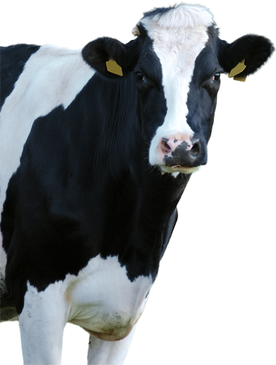 Making The Difference - Cow Head Png (400x528), Png Download