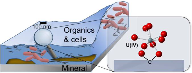 Bone2017 Figure - Stanford Synchrotron Radiation Lightsource (675x271), Png Download