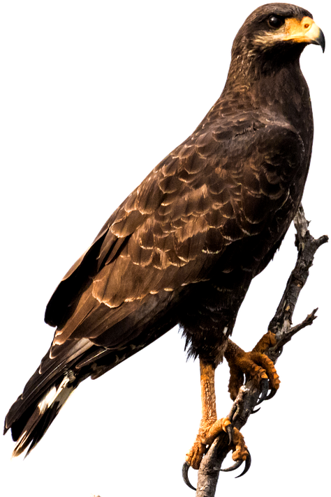 Eagle, Cuba, Bird, Raptor, Caribbean, Predator - Eagle Sitting Png (639x720), Png Download